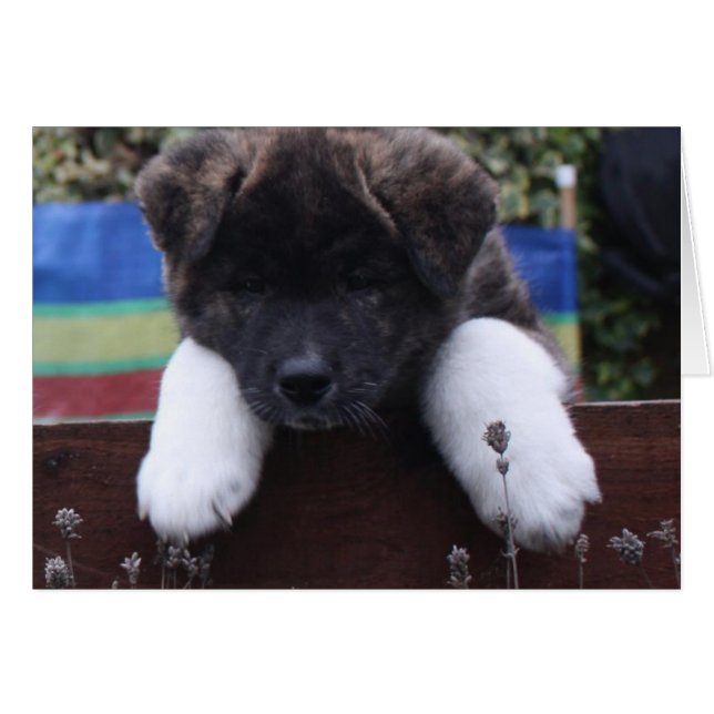 Tarjetas Akita (Anverso (Horizontal))