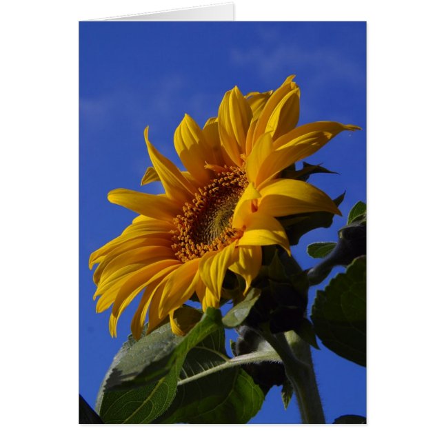 Tarjetas alegres del girasol (Frente)