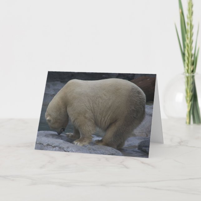 Tarjetas animales, oso polar (Anverso)