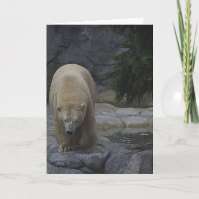 Tarjetas animales, oso polar (Anverso)