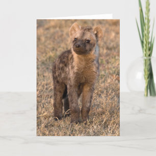 Tarjetas Baby Hyena