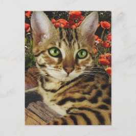 Tarjetas bengalíes y pegatinas