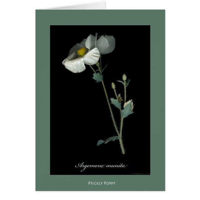 Tarjetas botánicas de la impresión de la amapola (Frente)