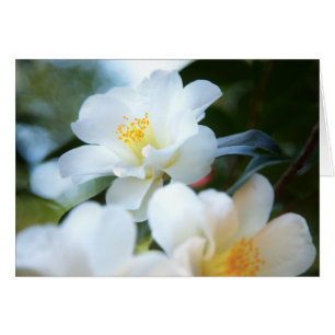 Tarjetas Camellias Blancas