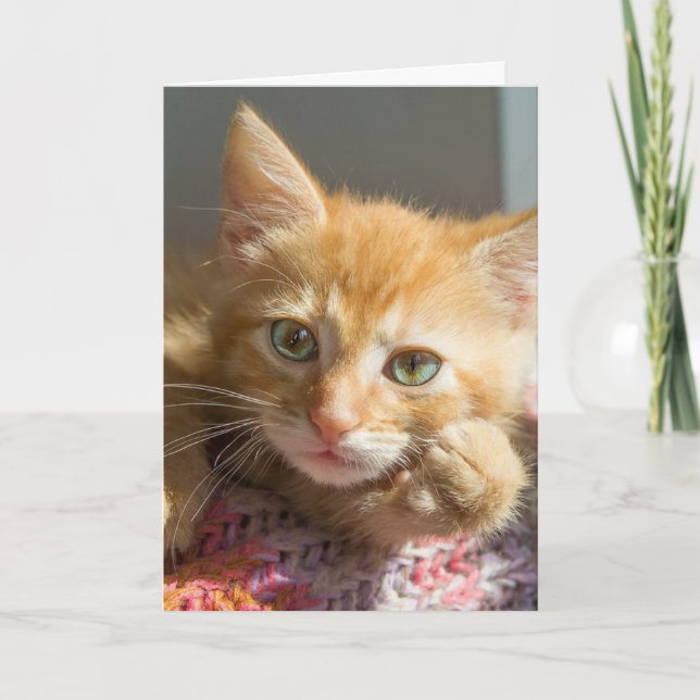 TARJETAS CUTE GINGER CAT KITTEN HELLO (Anverso)