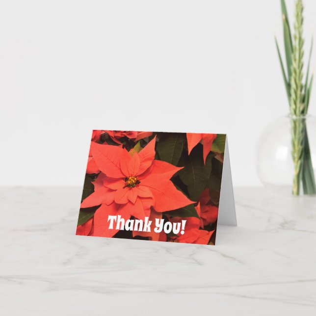 Tarjetas de agradecimiento de Navidad Poinsettia e (Anverso)