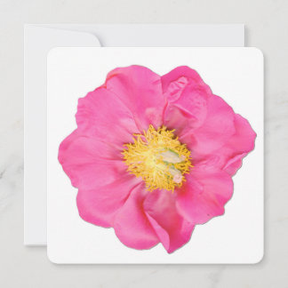 Tarjetas de Arte Botánico de Flor de Peonía de Col