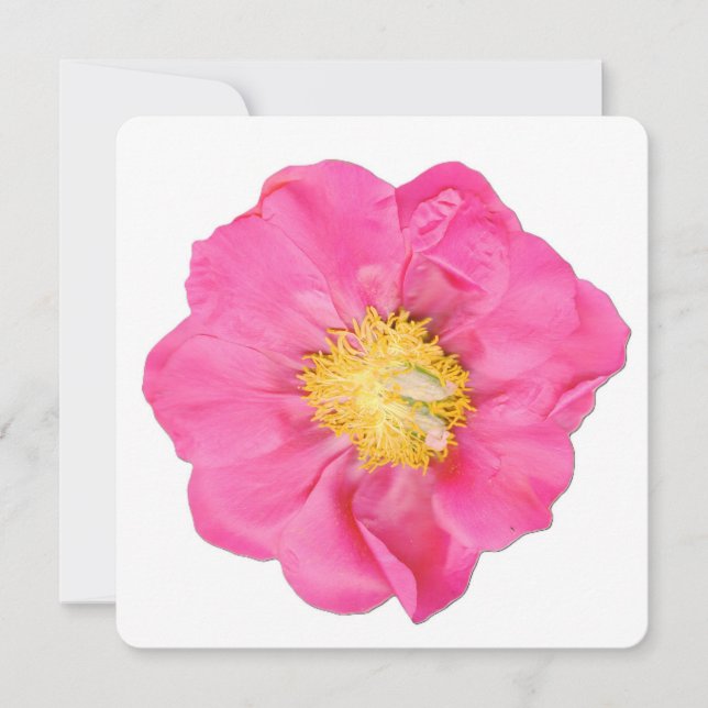 Tarjetas de Arte Botánico de Flor de Peonía de Col (Anverso)