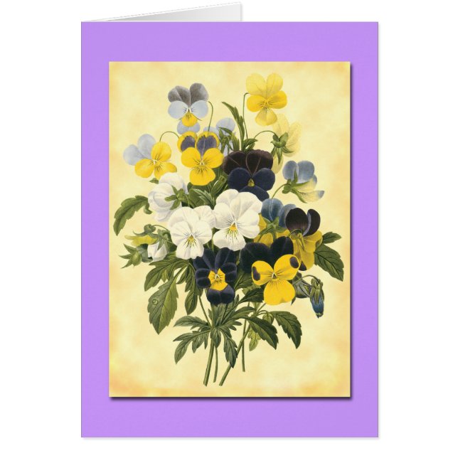 Tarjetas de arte botánico Pansy Violets Blank (Frente)