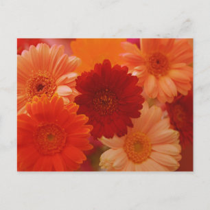 Tarjetas de arte de flores de Gerbera Daisy naranj
