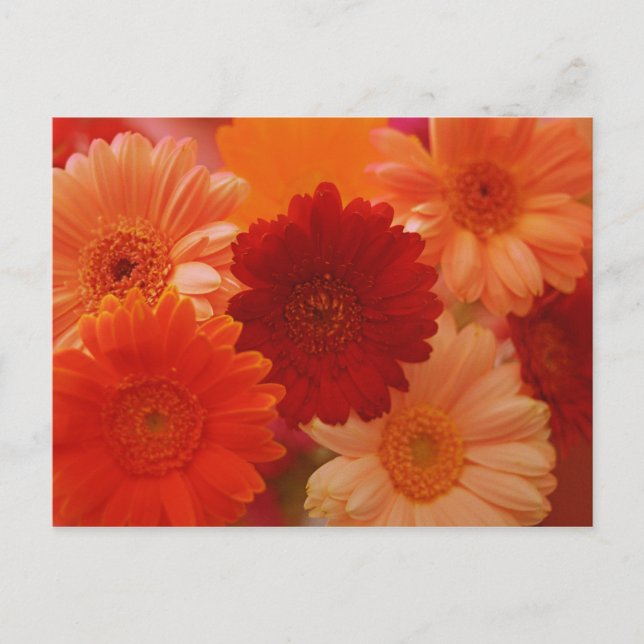 Tarjetas de arte de flores de Gerbera Daisy naranj (Anverso)