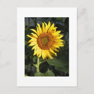 Tarjetas de aviso de fecha de girasol amarillo