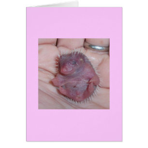tarjetas de bebé hedgehog