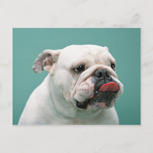 Tarjetas de bulldog, regalos, rehenes