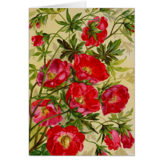 Tarjetas de catálogo de paquetes de semillas de ép