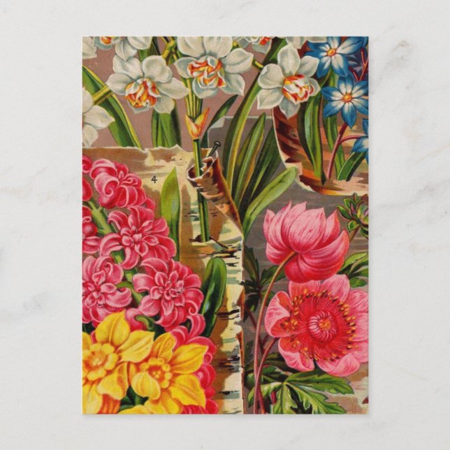 Tarjetas de catálogo de paquetes de semillas de ép (Anverso)