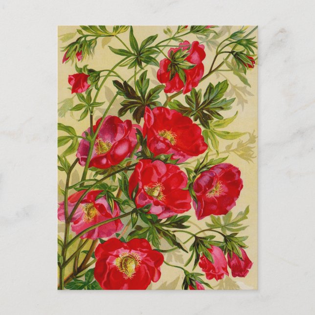 Tarjetas de catálogo de paquetes de semillas de ép (Anverso)