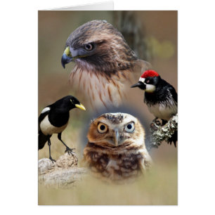 Tarjetas de Collage de observación de aves