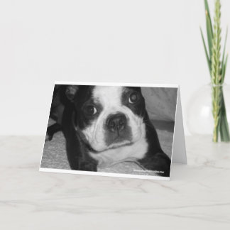 Tarjetas de condolencia del mascota de Boston