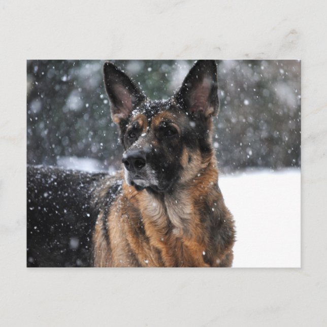 Tarjetas de correo de Shepherd alemanas (Anverso)