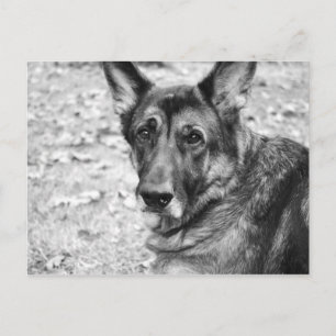 Tarjetas de correo de Shepherd alemanas