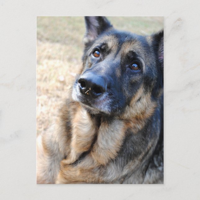 Tarjetas de correo de Shepherd alemanas (Anverso)