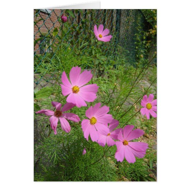 tarjetas de cosmos (Frente)