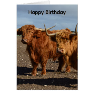 Tarjetas de Cumpleaños de Grandes Vacas Highlands