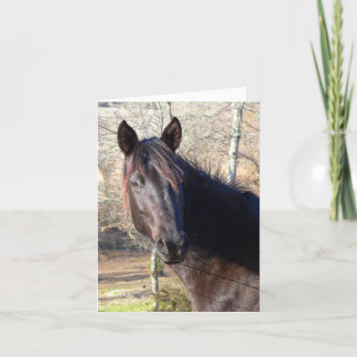 Tarjetas de cumpleaños para caballos