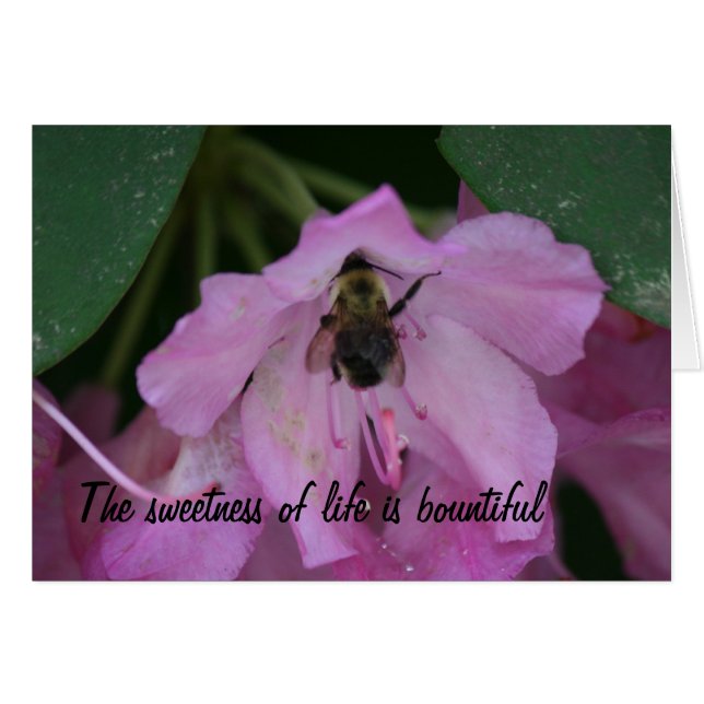 Tarjetas de curación (Anverso (Horizontal))