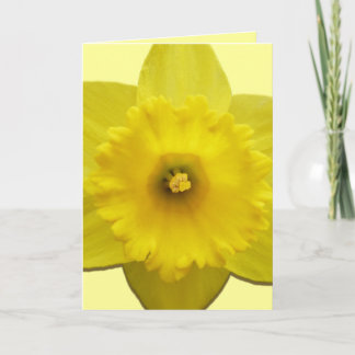 Tarjetas de Daffodil Tarjetas de Flor Daffodil Per