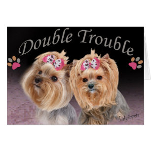 Tarjetas de doble problema de Yorkie