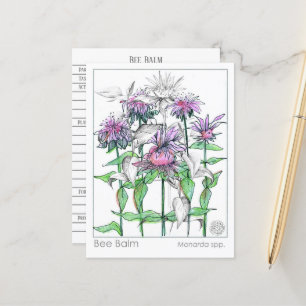 Tarjetas de estudio de hierbas de Bee Balm Materia