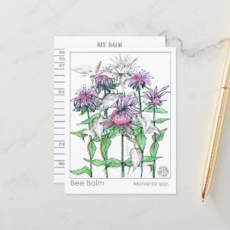Tarjetas de estudio de hierbas de Bee Balm Materia