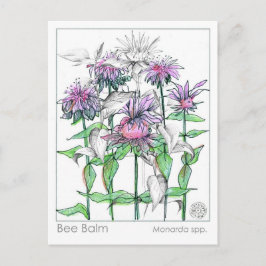 Tarjetas de estudio de hierbas de Bee Balm Materia