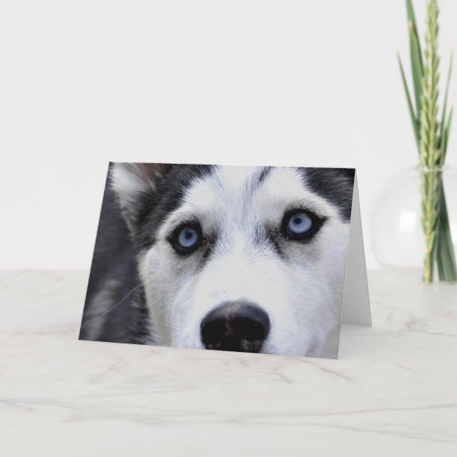 Tarjetas de felicitación Blue Eyed Husky (Anverso)