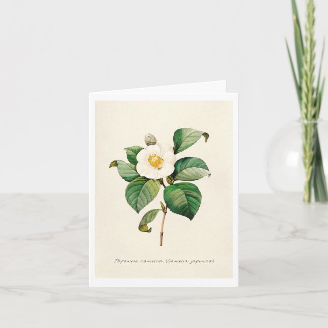 Tarjetas de felicitación - Camelia Japonesa (Anverso)
