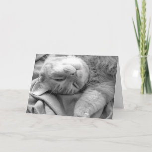 Tarjetas de felicitación Cat Nap