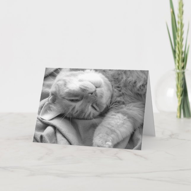 Tarjetas de felicitación Cat Nap (Anverso)