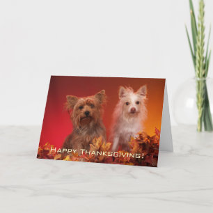 Tarjetas de felicitación Cute Yorkie de Acción de