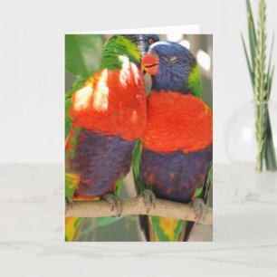 Tarjetas de felicitación de abrazo de Lorikeets