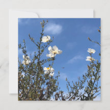 Tarjetas de felicitación de amapolas blancas contr
