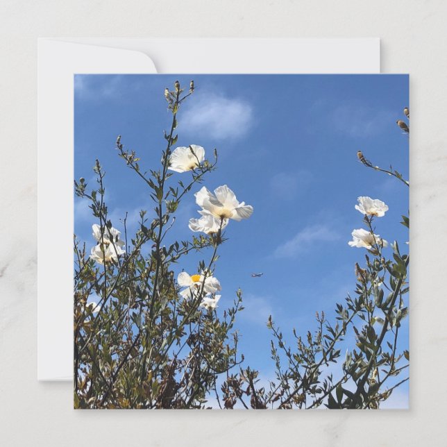 Tarjetas de felicitación de amapolas blancas contr (Anverso)