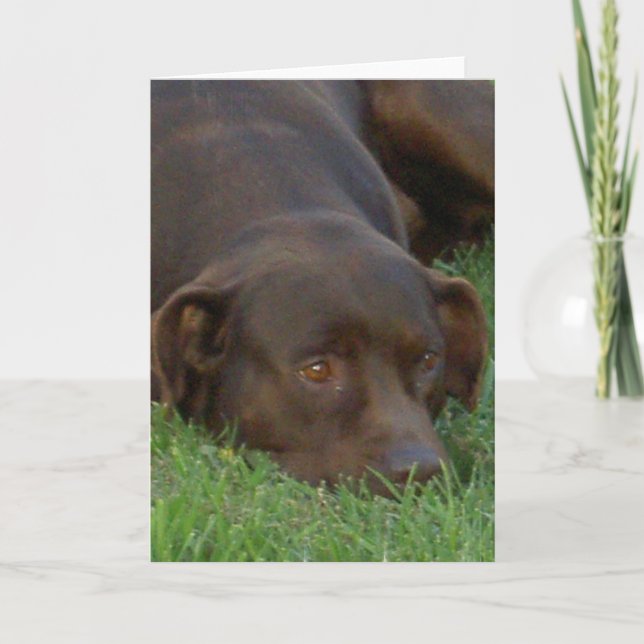 Tarjetas de felicitación de Chocolate Lab en alqui (Anverso)