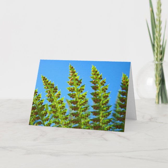 Tarjetas de felicitación de flora de helechos del  (Anverso)