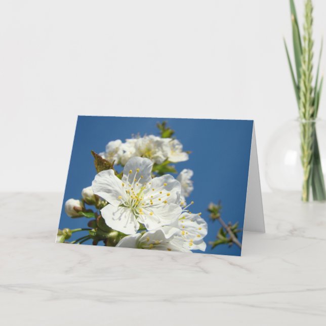 Tarjetas de felicitación de flores de cerezo Cielo (Anverso)