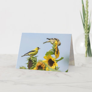 Tarjetas de felicitación de jilgueros y girasoles