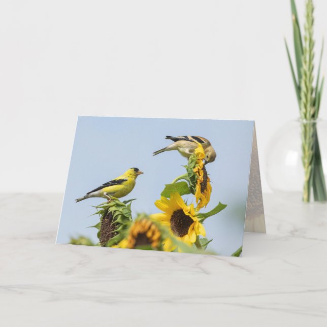 Tarjetas de felicitación de jilgueros y girasoles (Anverso)