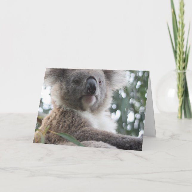 Tarjetas de felicitación de Koala Bear (Anverso)