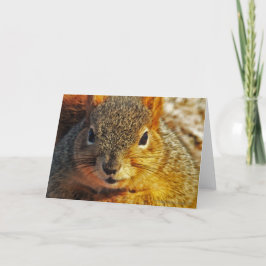 Tarjetas de felicitación de la ardilla del patio